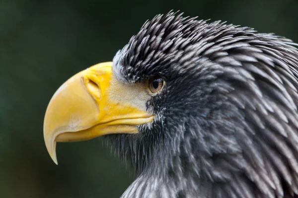 Portrait Steller Sea Eagle — Stock Photo, Image