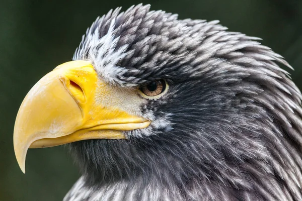 Portrait Steller Sea Eagle — Stock Photo, Image