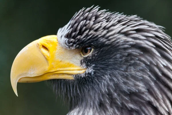 Portrait Steller Sea Eagle — Stock Photo, Image