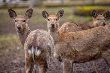 Dybowski geyik bir yaban hayatı sahnede duruyor