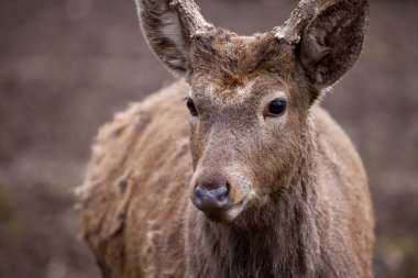Dybowski geyik bir yaban hayatı sahnede duruyor
