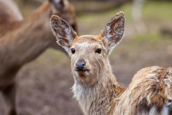 Dybowski deer stands in a wildlife scene