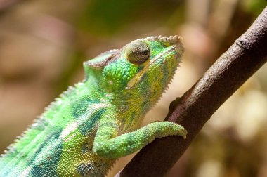 bir Panter bukalemun ağaca tırmanıyor