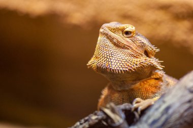 Merkezi bir sakallı bartagame portresi