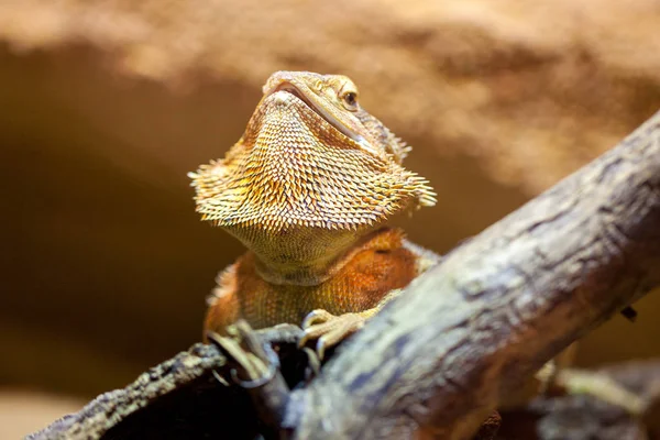 Portrait Central Bearded Bartagame — Stock Photo, Image