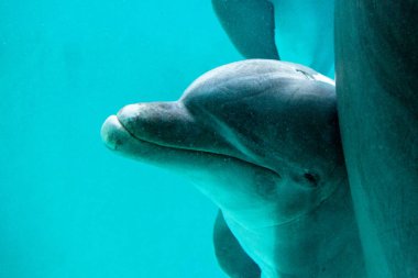 bir yunus büyük bir havuzda yüzüyor