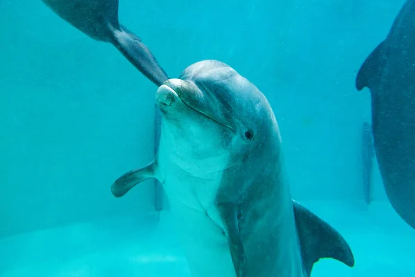 a dolphin swims in a large pool