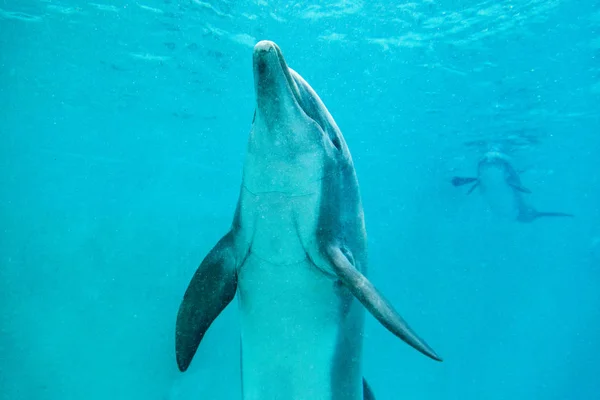 Dolphin Swims Large Pool — Stock Photo, Image