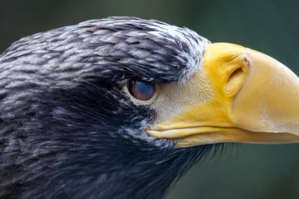 Portrait Steller Sea Eagle — Stock Photo, Image