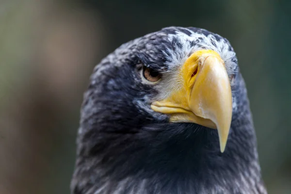 Een Portret Van Zeearend Van Een Steller — Stockfoto