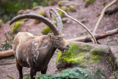 taş bir parkta kahverengi bir dağ keçisi