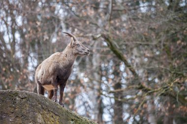 taş bir parkta kahverengi bir dağ keçisi