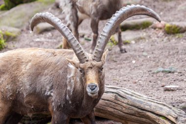 taş bir parkta kahverengi bir dağ keçisi