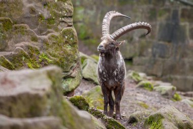 taş bir parkta kahverengi bir dağ keçisi