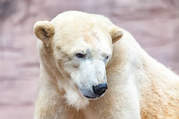 Портрет Ледяного Медведя — стоковое фото