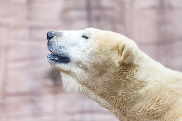 Retrato Cabeza Oso Hielo —  Fotos de Stock