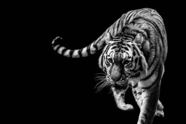 Tiger Portrait Black White — Stock Photo, Image