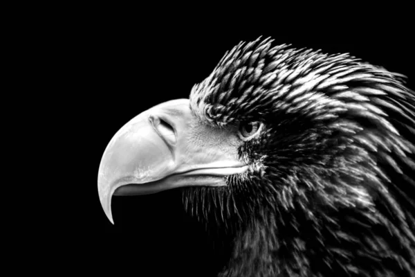 Sea Eagle Portrait Black White — Stock Photo, Image