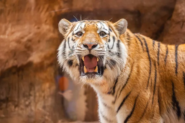 Színes Tigris Portré Egy Parkban — Stock Fotó