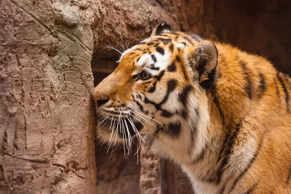 Retrato Tigre Colorido Parque — Fotografia de Stock