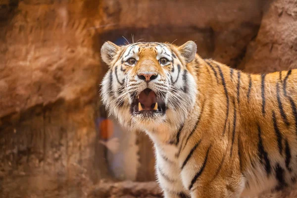 Színes Tigris Portré Egy Parkban — Stock Fotó