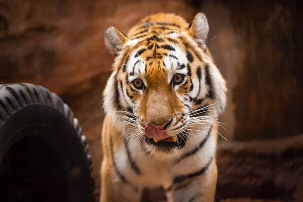 Sebuah Potret Harimau Berwarna Taman — Stok Foto