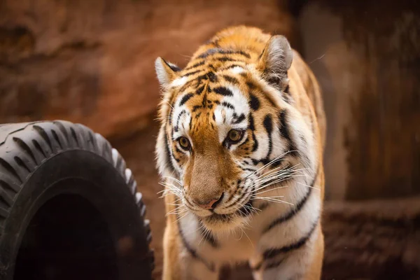 Ένα Χρωματιστό Τίγρη Πορτρέτο Ένα Πάρκο — Φωτογραφία Αρχείου
