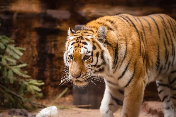 Retrato Tigre Colorido Parque — Fotografia de Stock