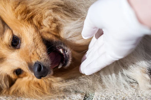 Exame Médico Saúde Cão Pastor Zona Pantanosa — Fotografia de Stock