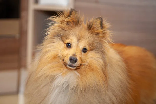 Perro Pastor Shetland Mira Cámara — Foto de Stock