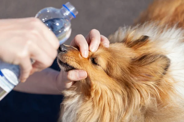 Primeros Auxilios Con Una Botella Agua Los Ojos Los Perros — Foto de Stock