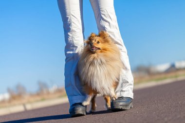 Alman köpek eğitmeni sheetland çoban köpeği ile çalışır