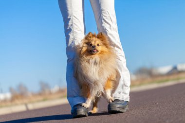 Alman köpek eğitmeni sheetland çoban köpeği ile çalışır