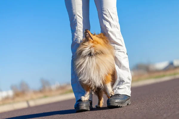 ドイツの犬の調教師は Sheetland シープドッグ — ストック写真