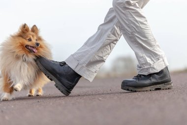 insan trenler atlar shetland çoban köpeği ile bacaklar üzerinde