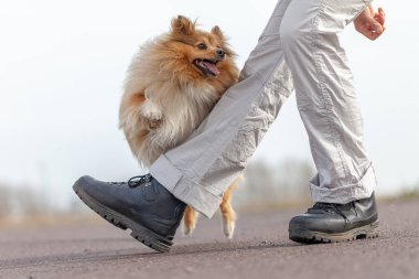 insan trenler atlar shetland çoban köpeği ile bacaklar üzerinde