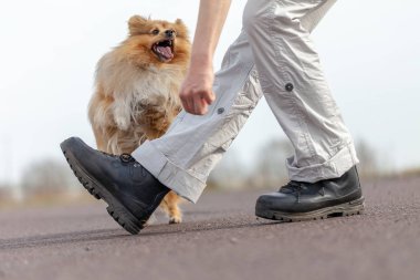 insan trenler atlar shetland çoban köpeği ile bacaklar üzerinde