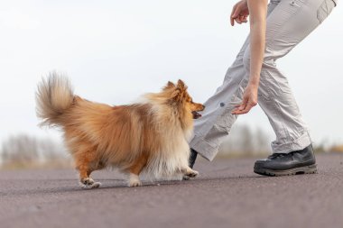 insan trenler atlar shetland çoban köpeği ile bacaklar üzerinde
