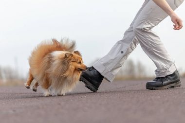 insan trenler atlar shetland çoban köpeği ile bacaklar üzerinde