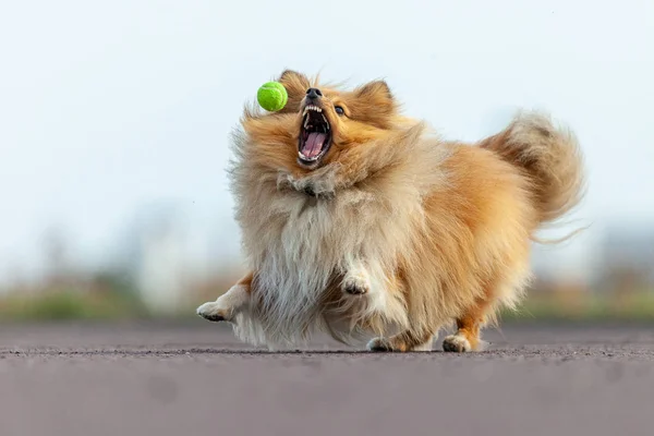 Cão Pastor Shetland Pega Uma Pequena Bola — Fotografia de Stock