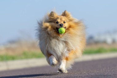 shetland çoban köpeği ile küçük bir top oynuyor