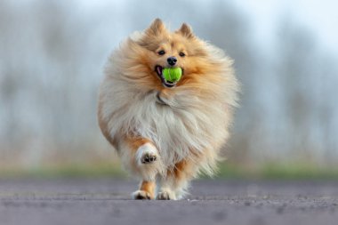 shetland çoban köpeği ile küçük bir top oynuyor