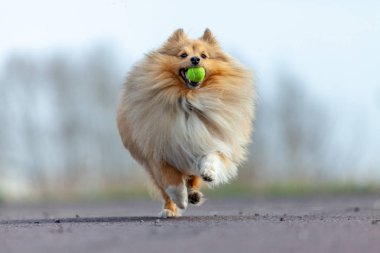 shetland çoban köpeği ile küçük bir top oynuyor