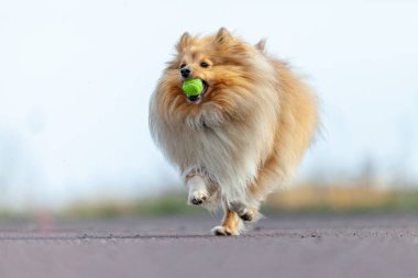 shetland çoban köpeği ile küçük bir top oynuyor