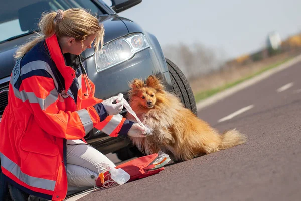 Niemiecki Medyka Zwierząt Traktuje Poszkodowanym Pies Niemieckie Słowo Rettungsdienst Oznacza — Zdjęcie stockowe