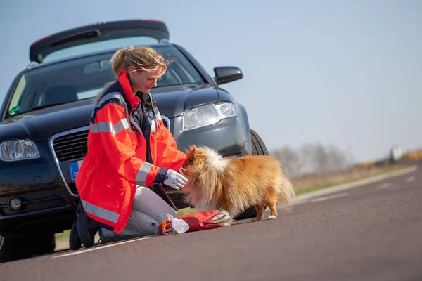 German Animal Medic Treats Injured Dog German Word Rettungsdienst Means — Stock Photo, Image