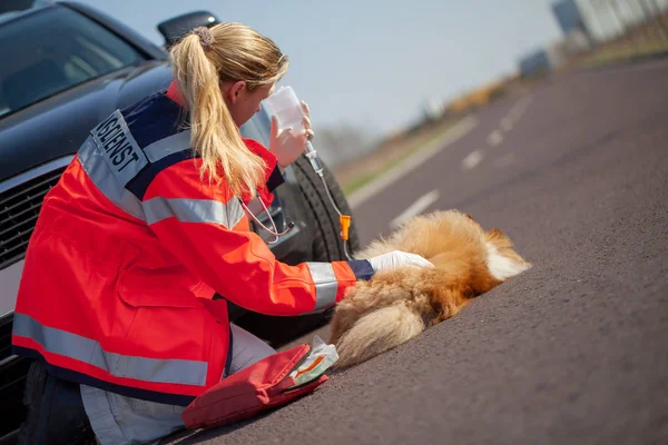 German Animal Medic Treats Injured Dog German Word Rettungsdienst Means — Stock Photo, Image