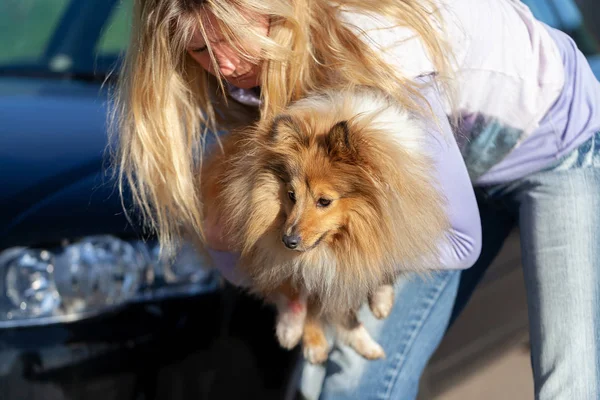 Una Donna Porta Cane Ferito Davanti Una Macchina — Foto Stock