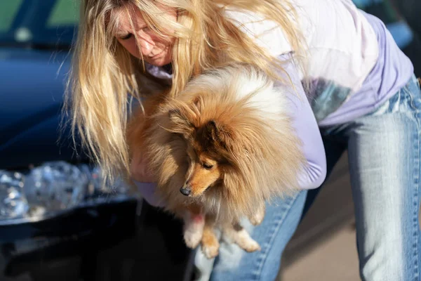 Una Donna Porta Cane Ferito Davanti Una Macchina — Foto Stock