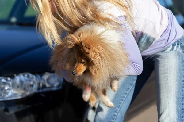 Una Donna Porta Cane Ferito Davanti Una Macchina — Foto Stock